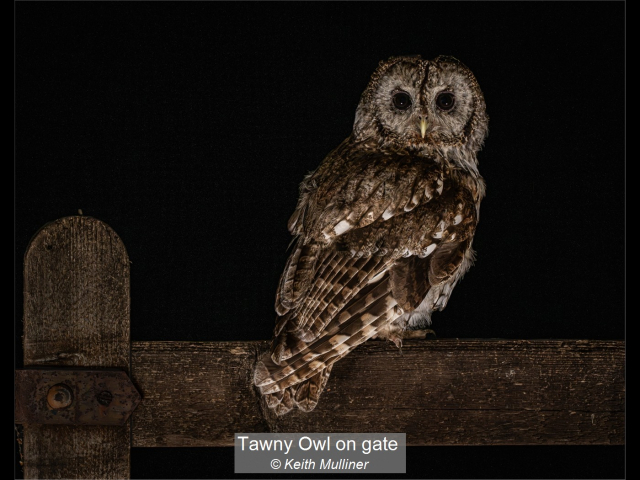 04_Tawny Owl on gate_Keith Mulliner
