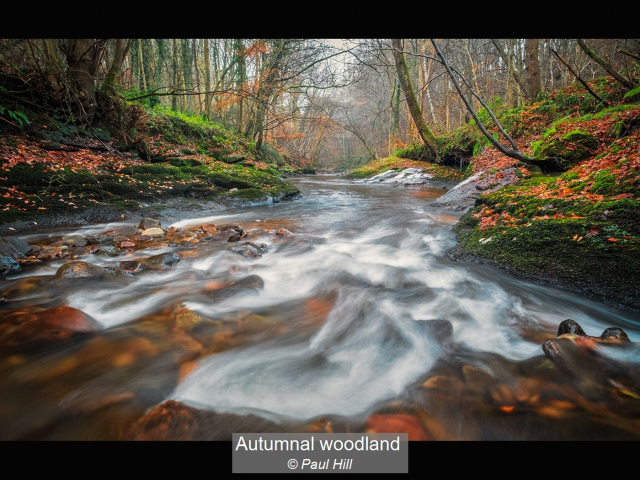 05_Autumnal woodland_Paul Hill