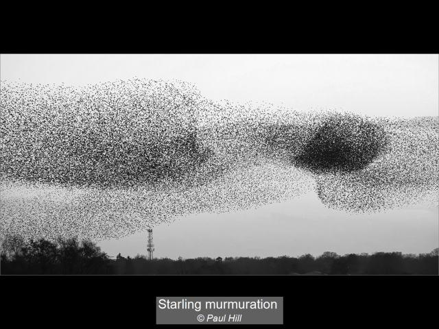 07_Starling murmuration_Paul Hill