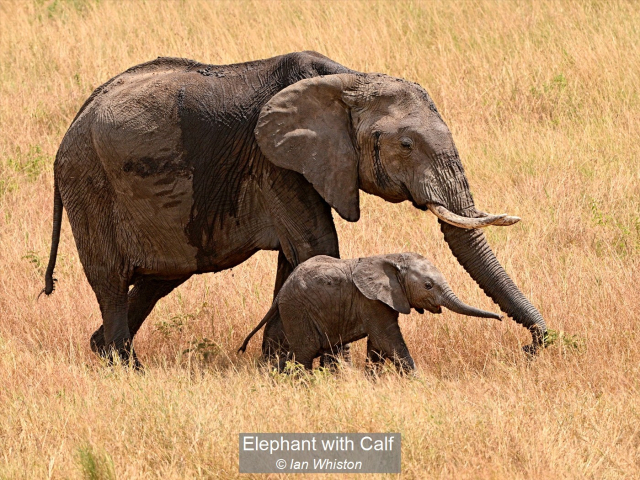 12_Elephant with Calf_Ian Whiston