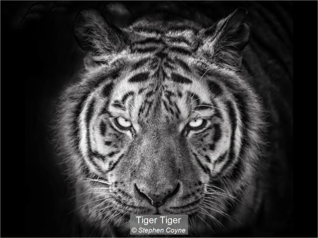 14_Tiger Tiger_Stephen Coyne