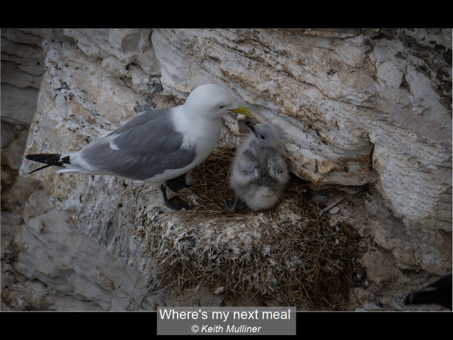 14_Where’s my next meal_Keith Mulliner