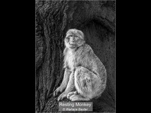 20_Resting Monkey_Wallace Baxter