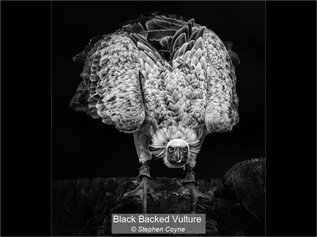 22_Black Backed Vulture_Stephen Coyne