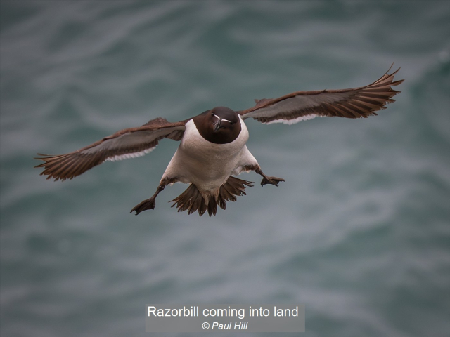 22_Razorbill coming into land_Paul Hill